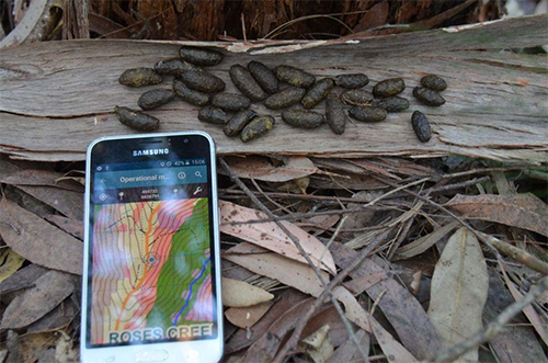Photo of koala scat at Roses Creek